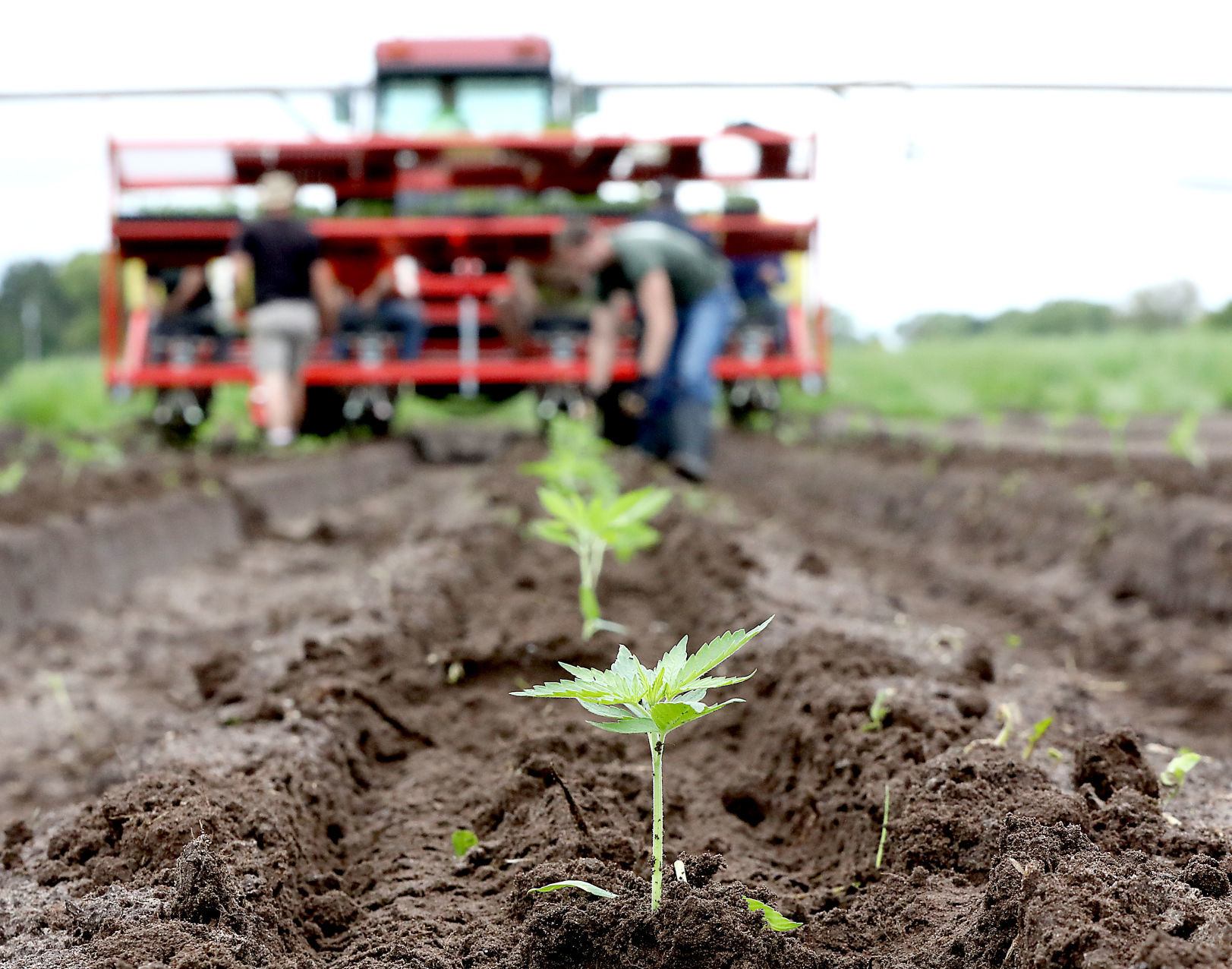 A hemp revival